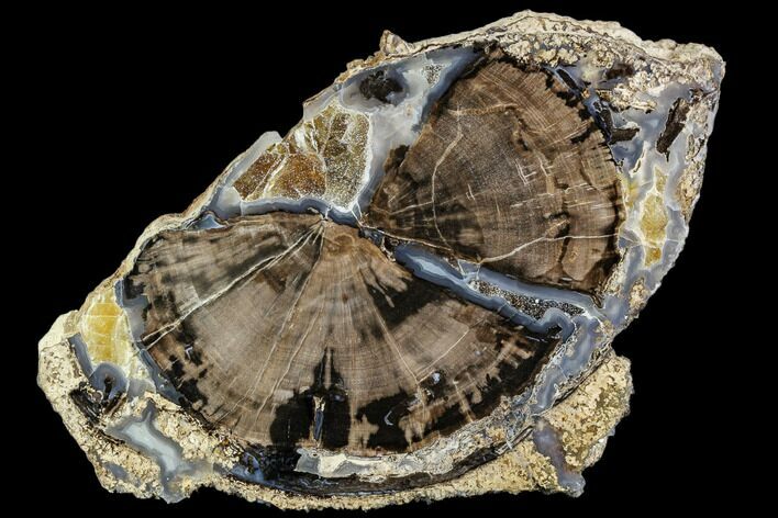 Polished Petrified Wood (Schinoxylon) End-Cut - Wyoming #112044